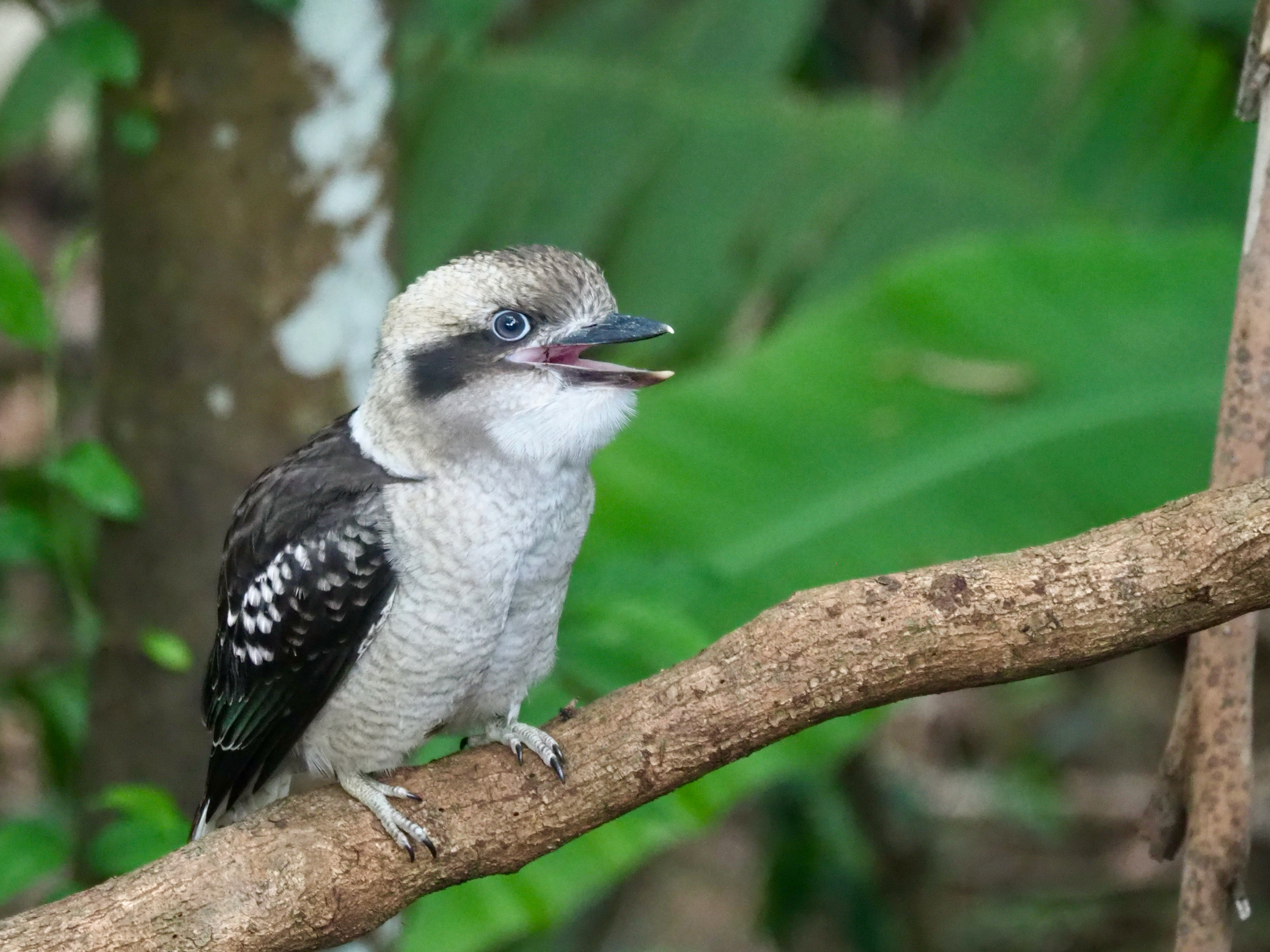 Laugh, kookabubba, laugh