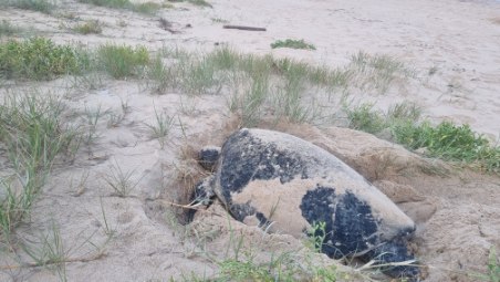 Turtle eggs incubated for best chance of success