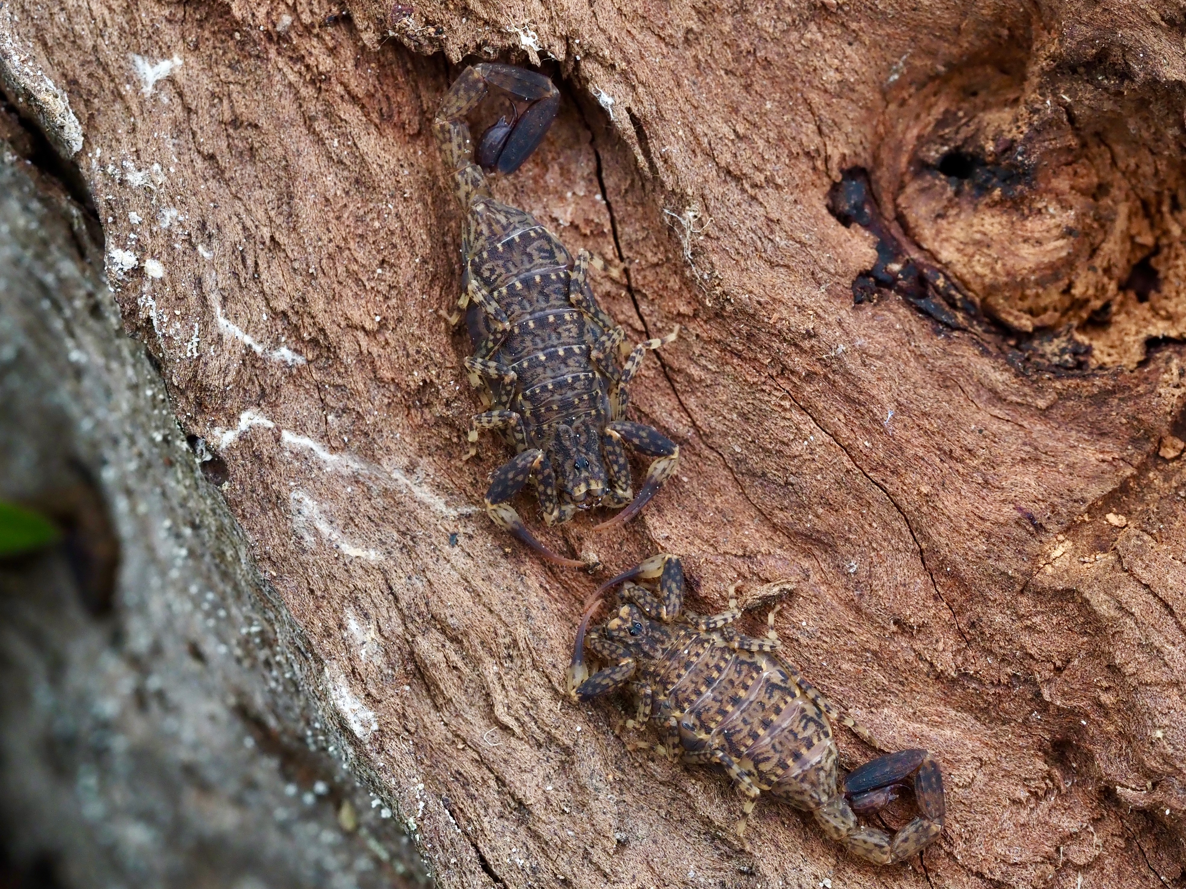 Scorpions – yes, in the Illawarra!