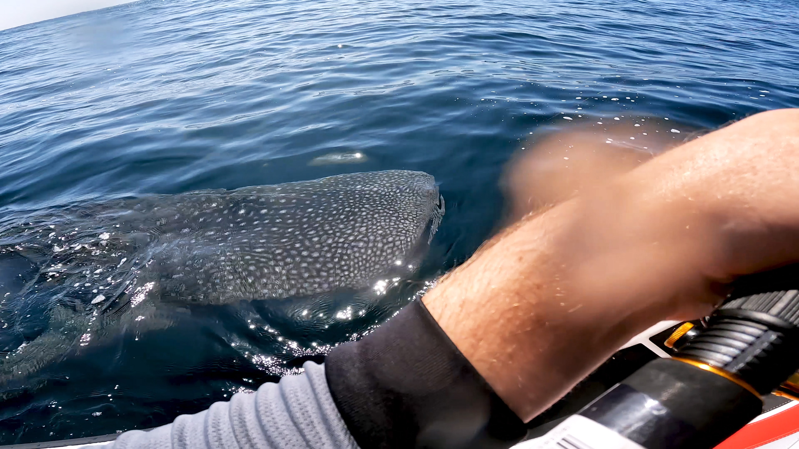 Seeing but disbelieving: Fisherman on jet-ski shocked to see whale shark pop up at Five Islands  post image