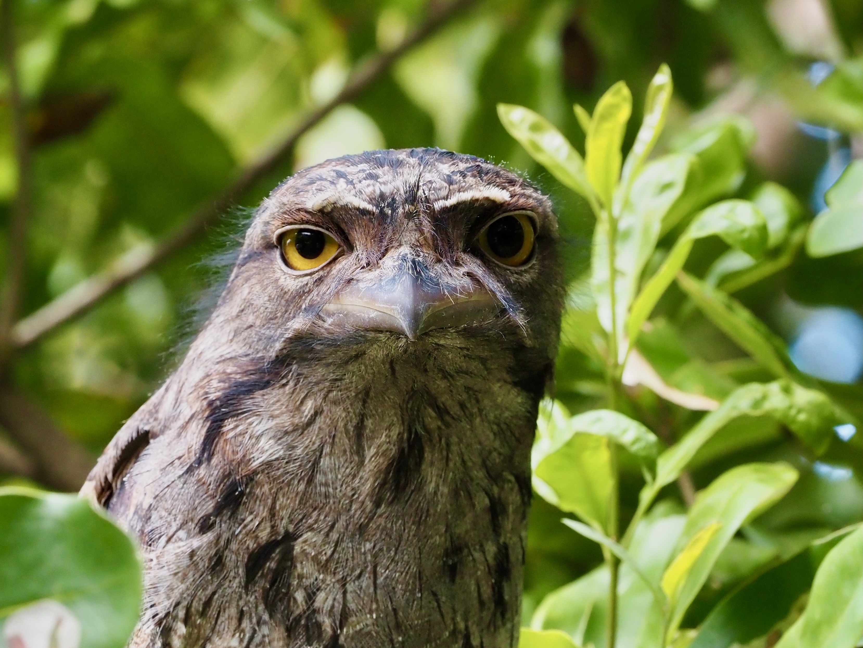 Welcome to the last Wild Wednesday newsletter of 2022!