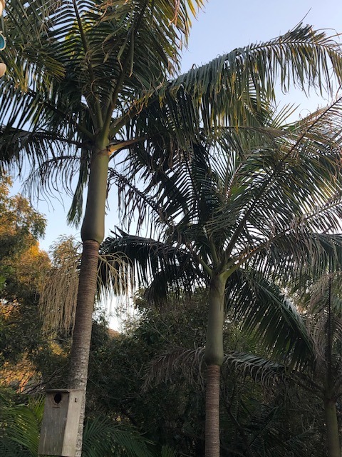 Tree of the Month: Bangalow Palm