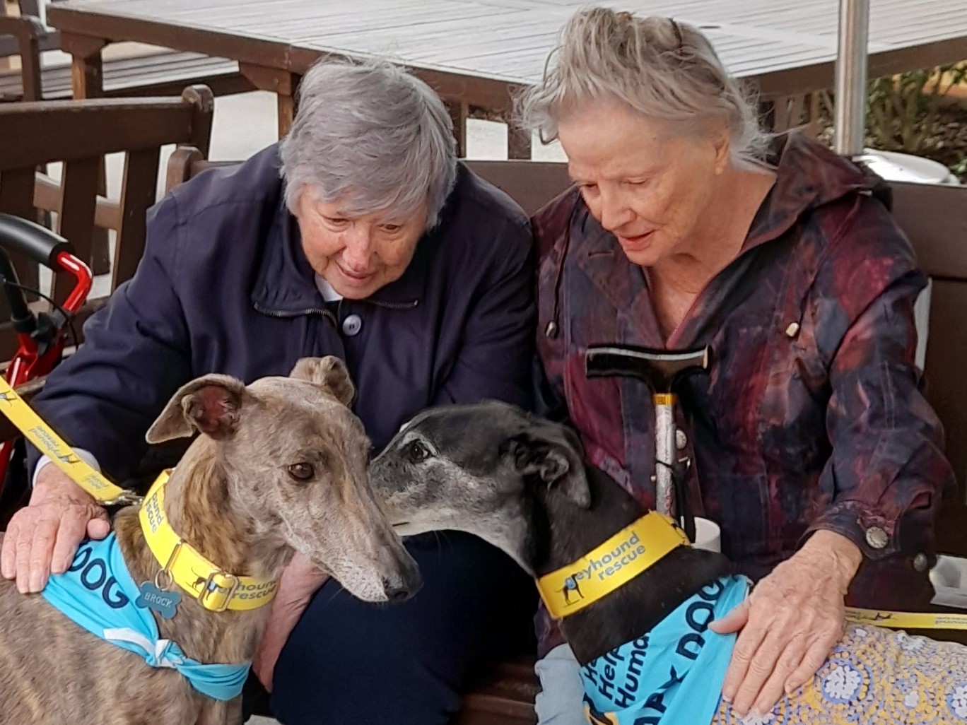 Magic of greyhounds: pilot project boosts wellbeing and smiles at aged care homes