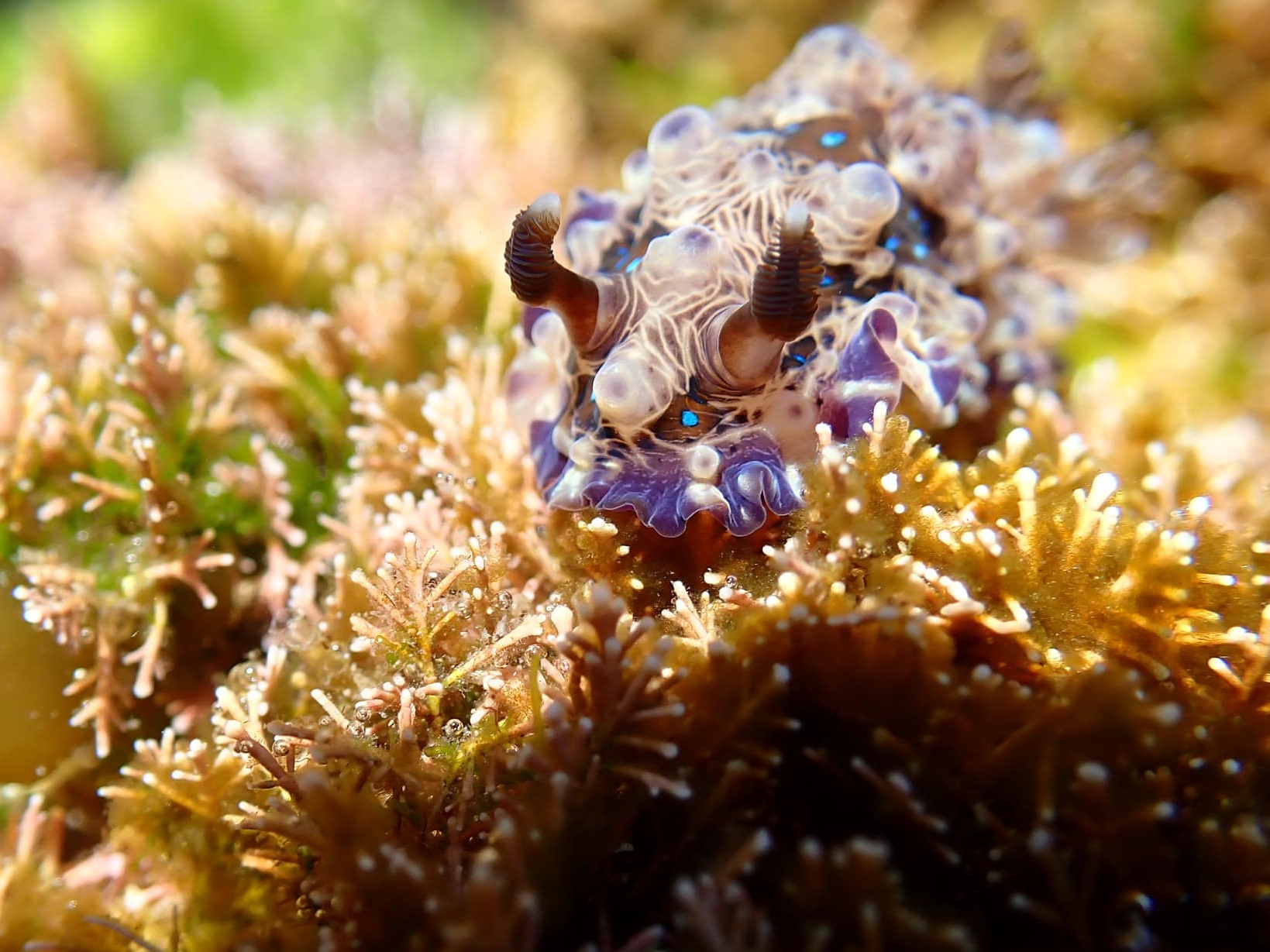 The weird creatures of Mandy's world (and how you can find them)