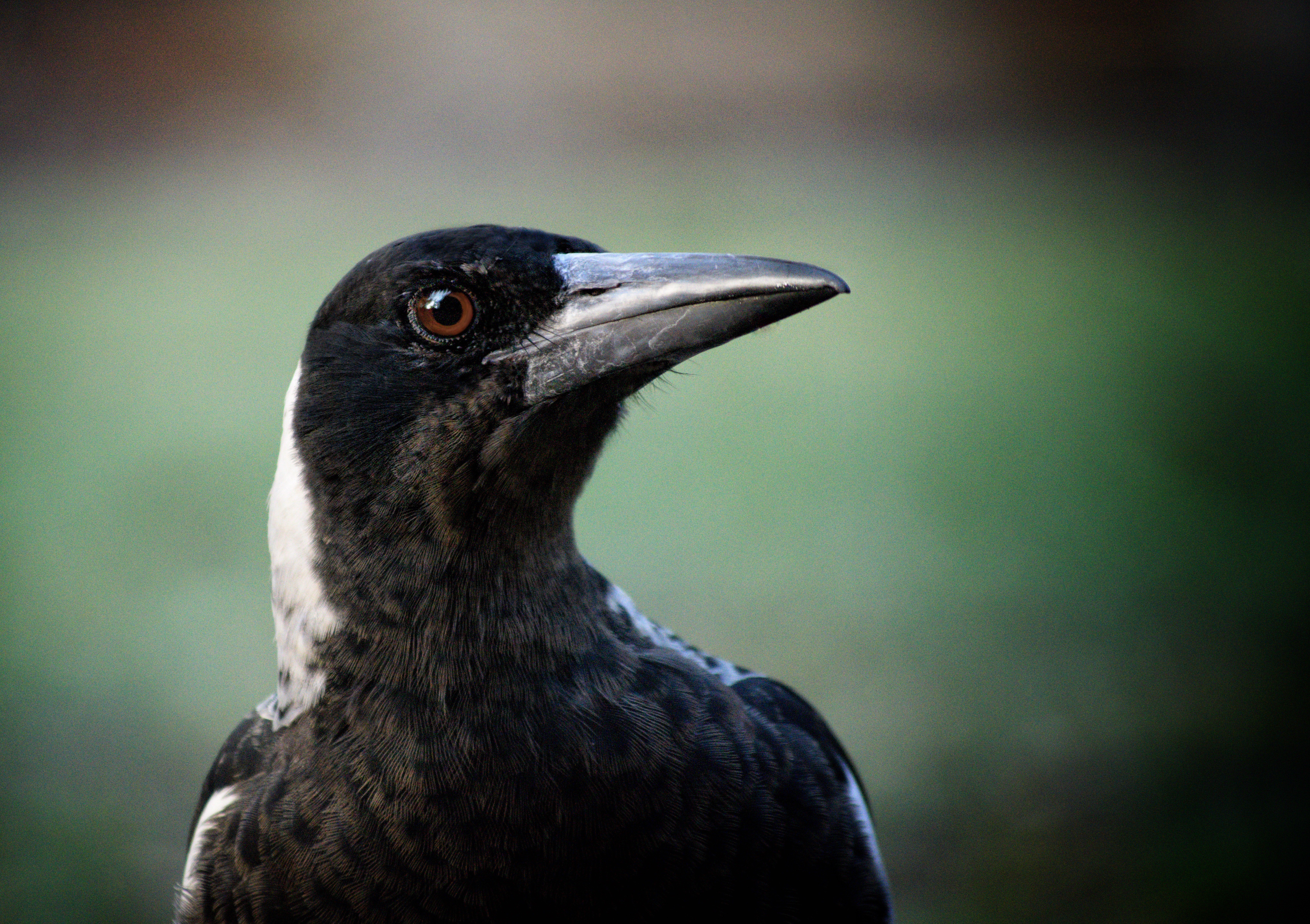 Mystery of missing magpies + more April letters