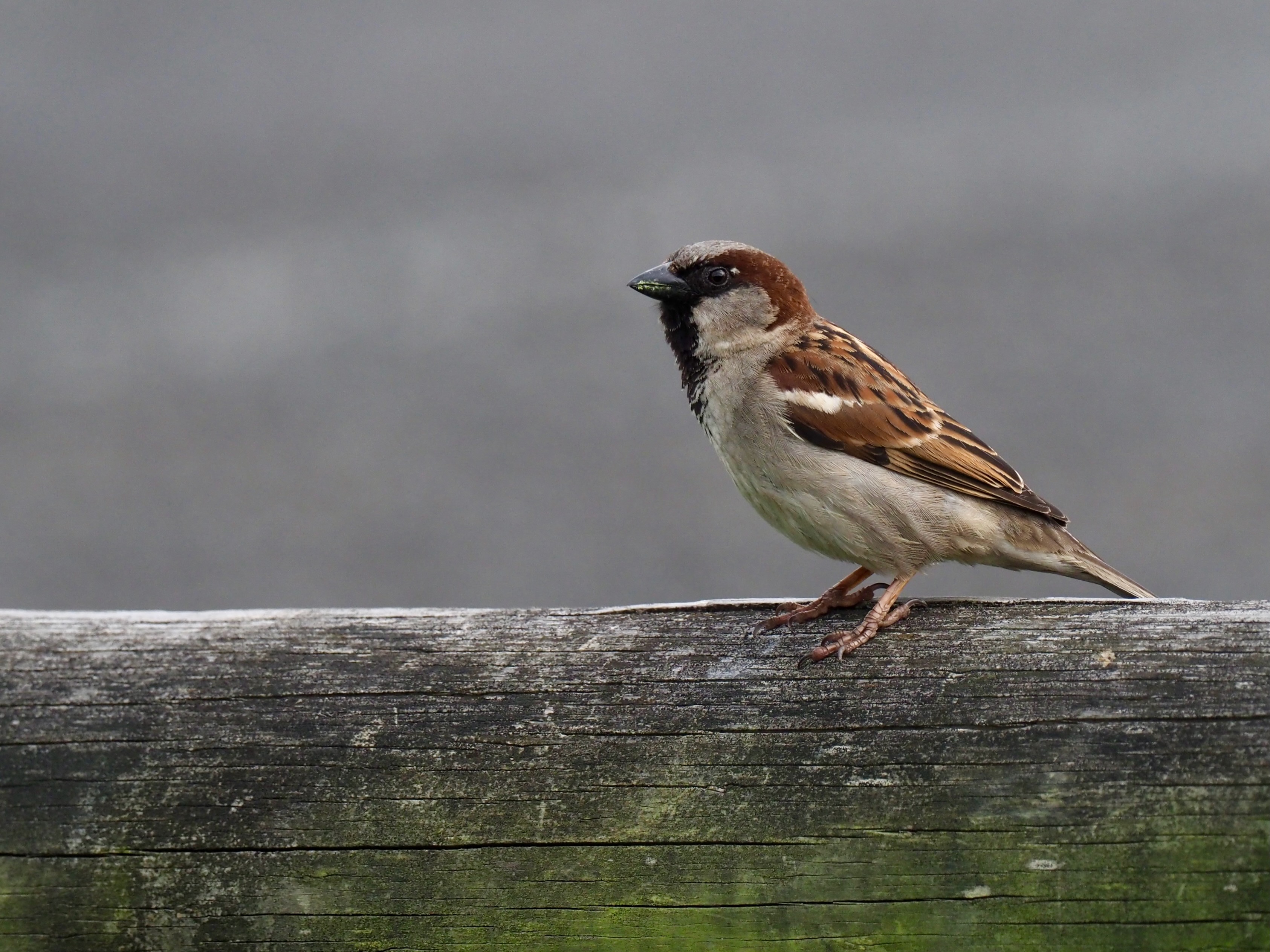 Hello, sparrows  post image