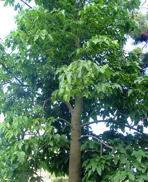 Tree of the month: Illawarra Flame Tree