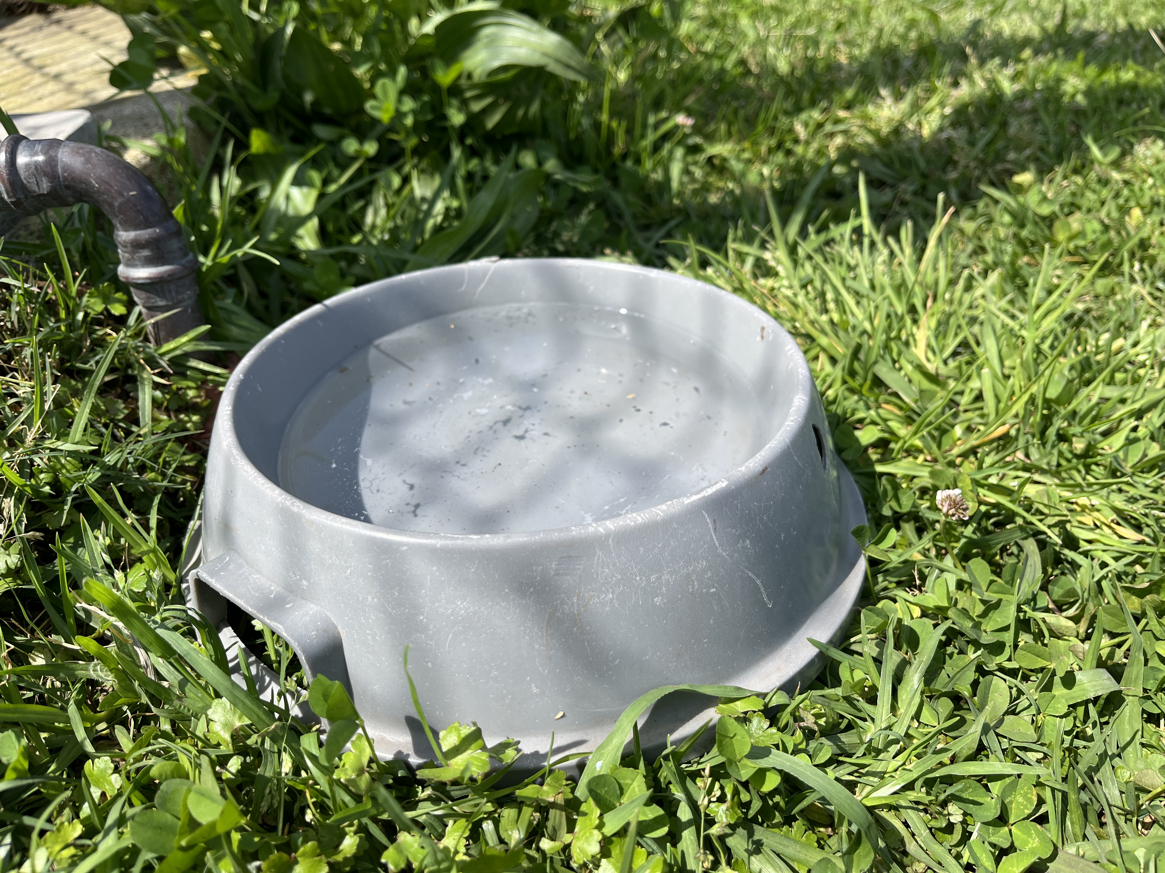 Fatal leptospirosis case in Helensburgh prompts call to keep dogs' vaccinations up to date  post image