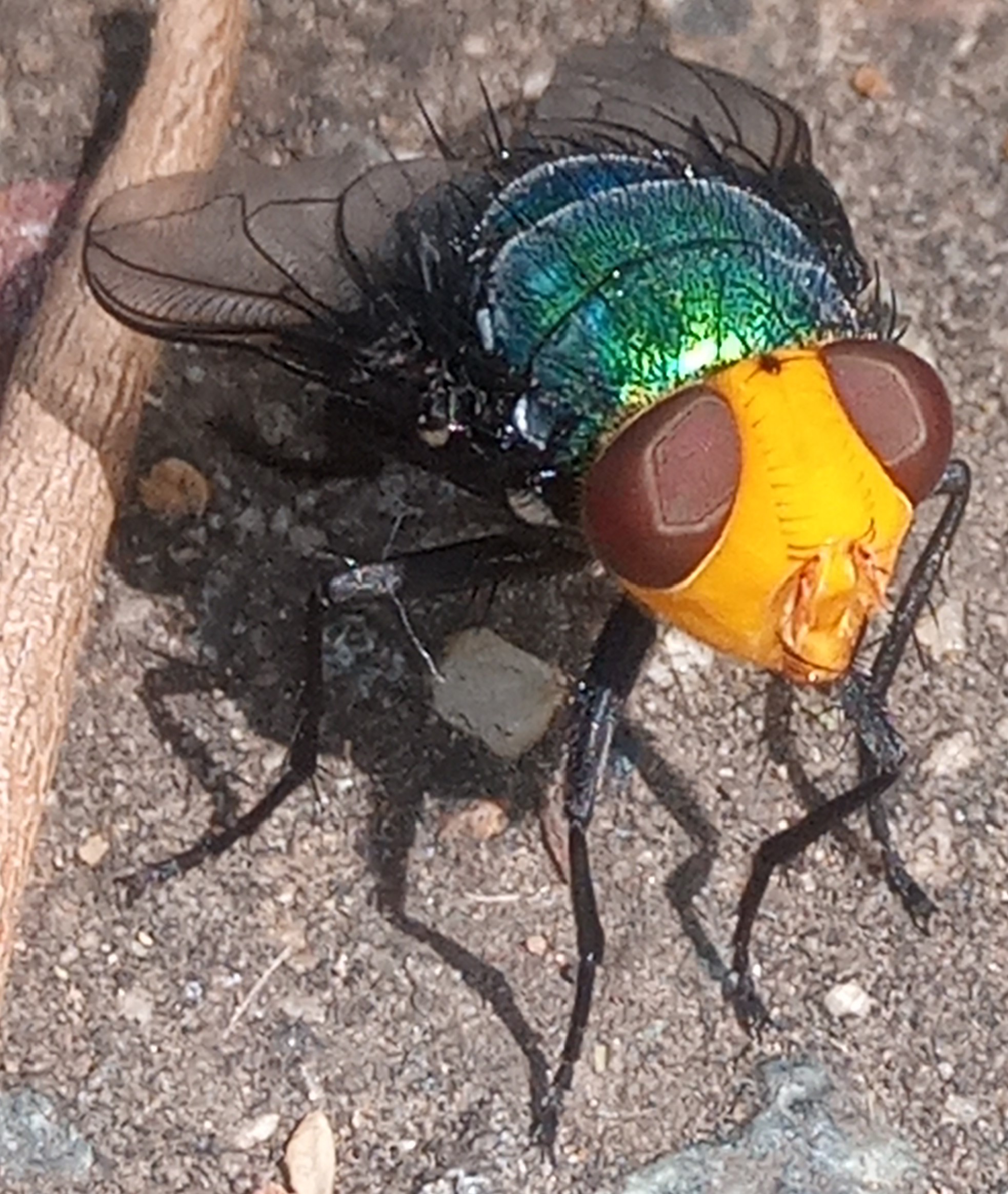 Snail Parasitic Blowfly: Another Friendly Fly for Your Garden