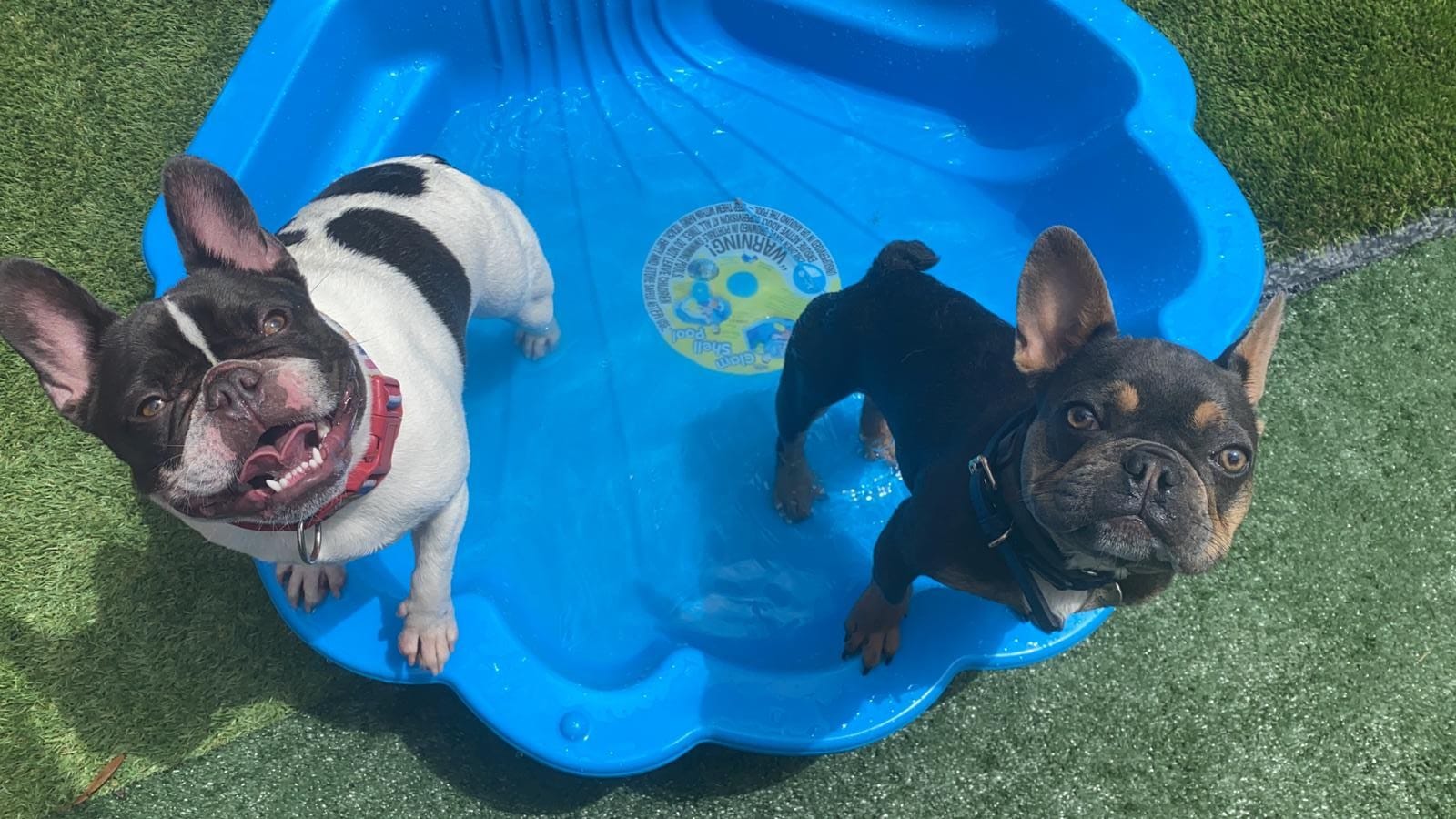 Sonia Says 'Christmas puppies are more than a gift - they're for life'  post image