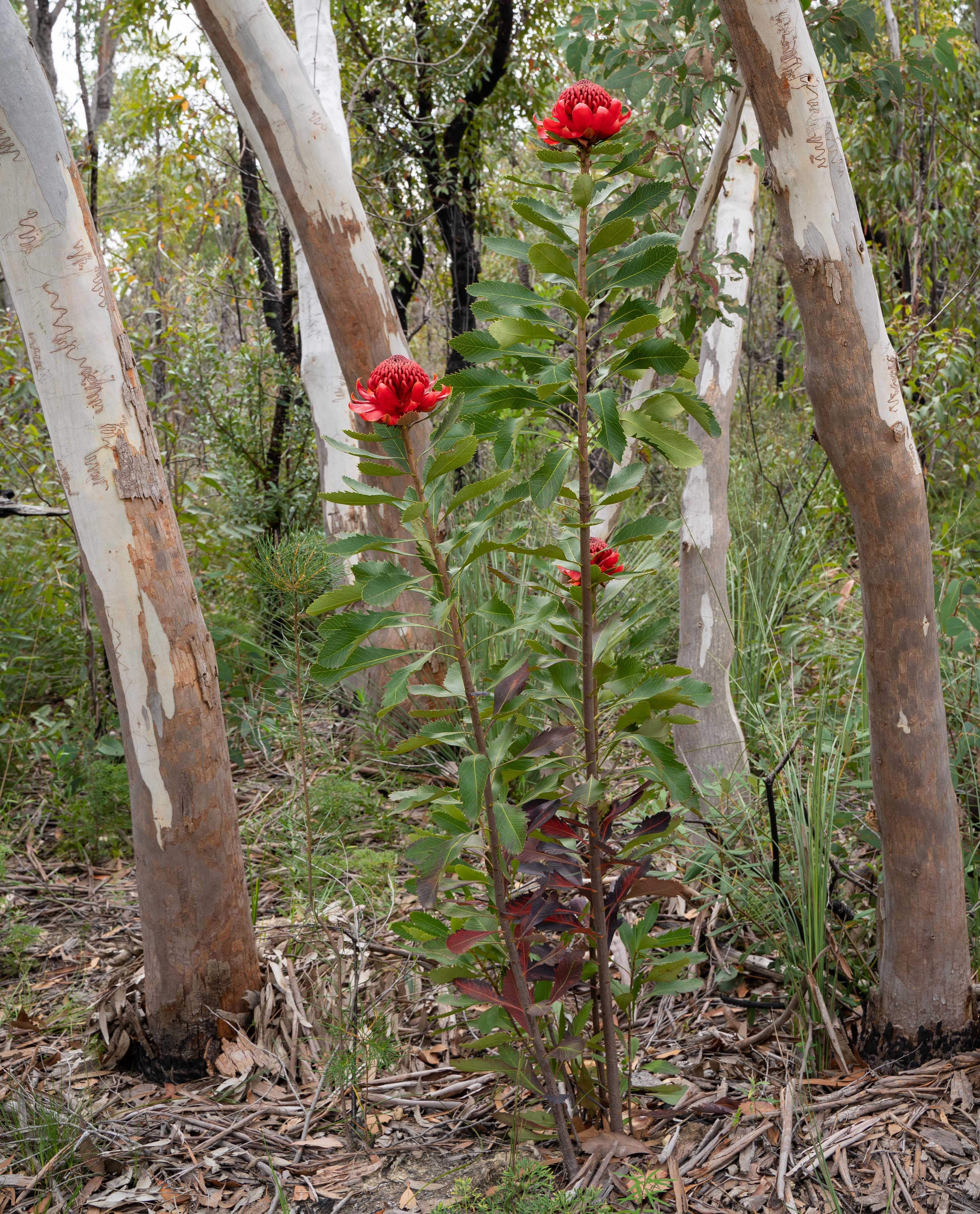 Where the Waratahs belong