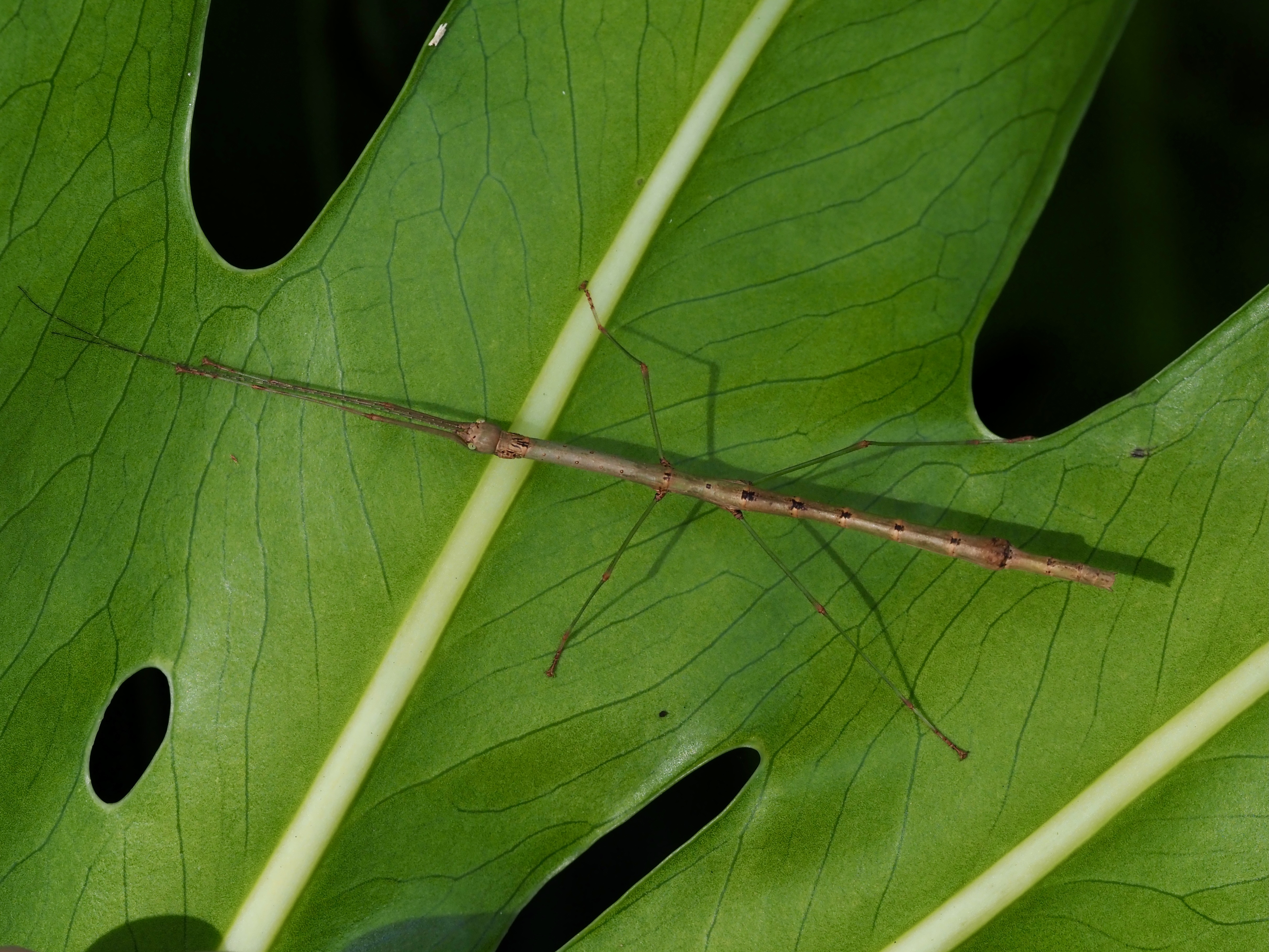 Nature Notes: Stick insects, top-knot pigeons and the CoastSnap app