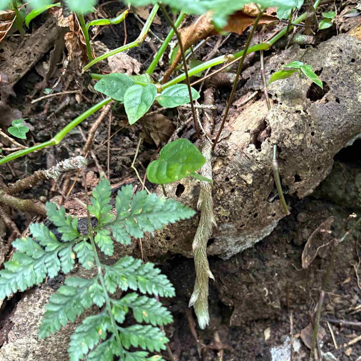 The distinctively footlike rhizome of Hare's Foot Fern (Davallia solida var pyxidata) is quite prominent in the small rainforest scene. It's covered in long, soft hairs and has toe-like protrusions where the rhizomes branch. Image by Emma Rooksby.  