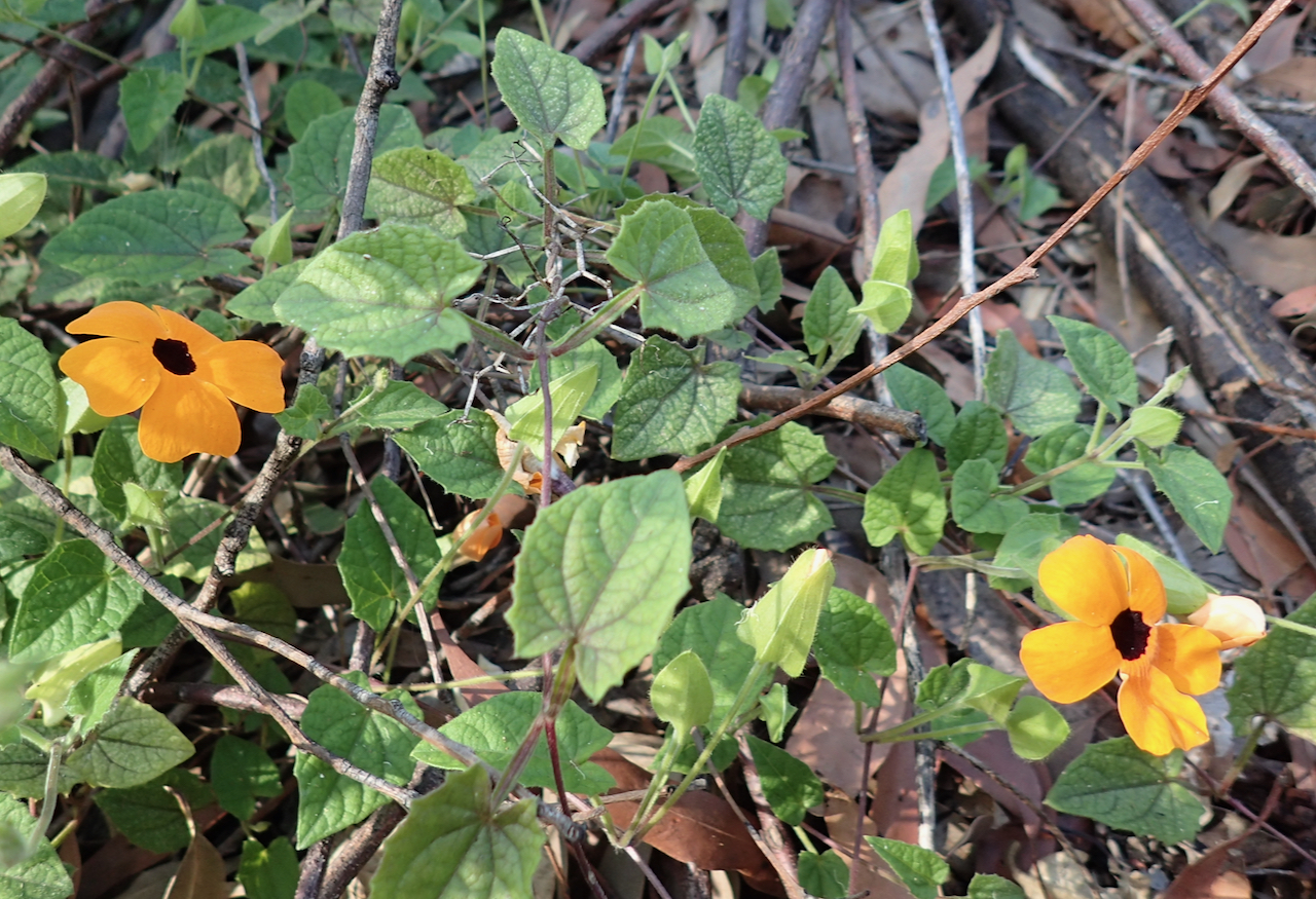 Watch out for Black-eyed Susan