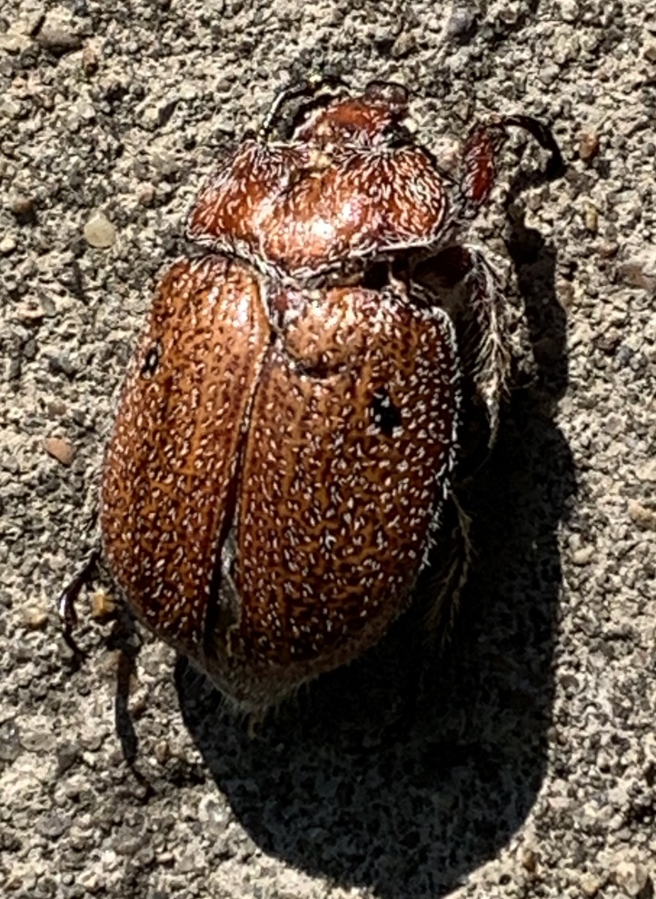 Beetling About: Download Christmas Beetle ID app