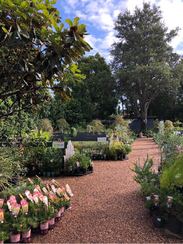 How the Rose family grew Sydney Wildflower Nursery  post image