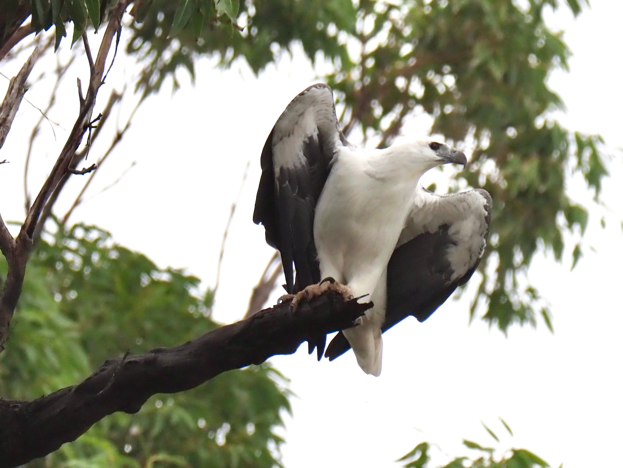 Backyard Zoology: White-bellied Sea Eagles  post image