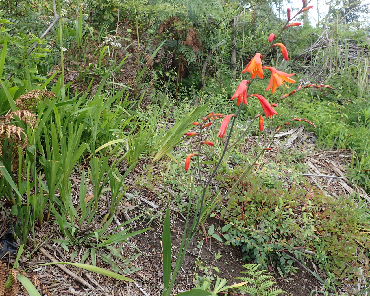 Watch out for Montbretia