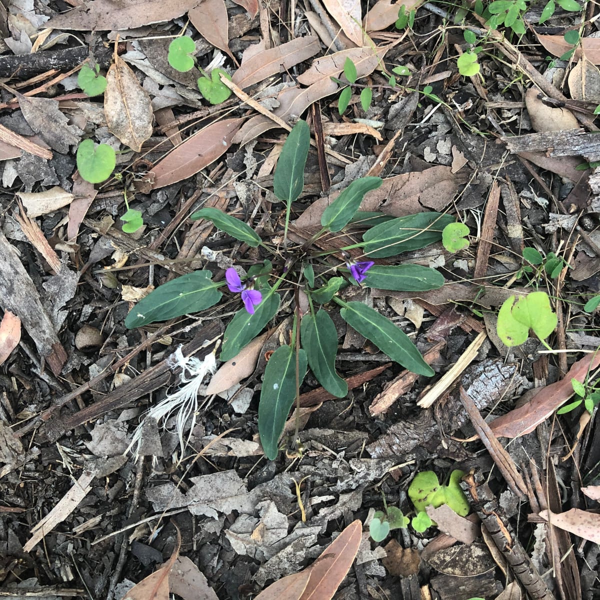 Showy Violet in a natural area, looking a little less lush. 