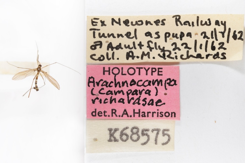 Beetling About with Glowworms