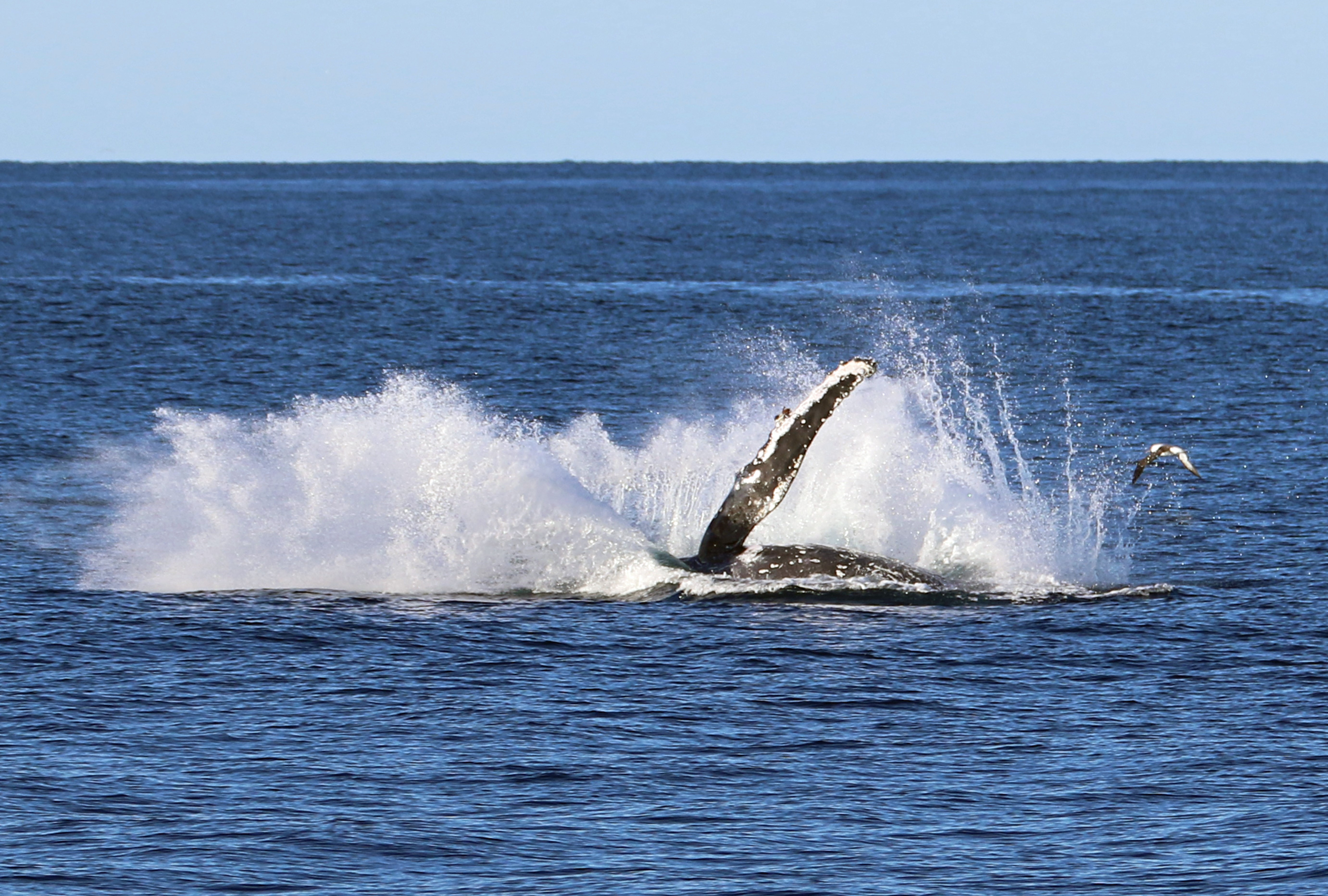 Take a scenic cruise with Shellharbour Wild  post image