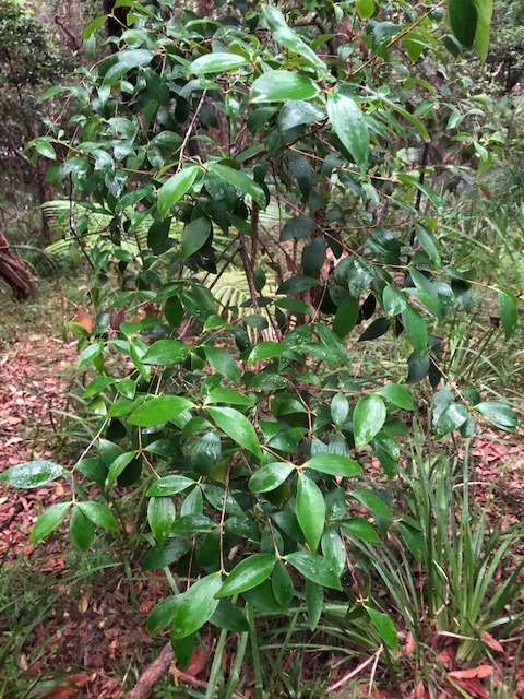 Tree of the Month: Tree Heath