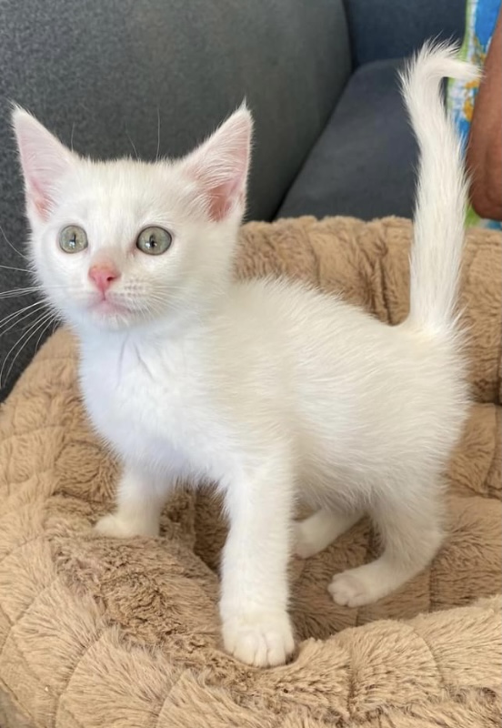 Kitten needs a home  post image