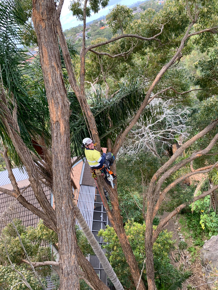 Q&A with an arborist  post image