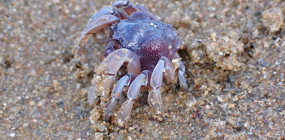 Fast 5: FUNctional fauna of Lake Illawarra