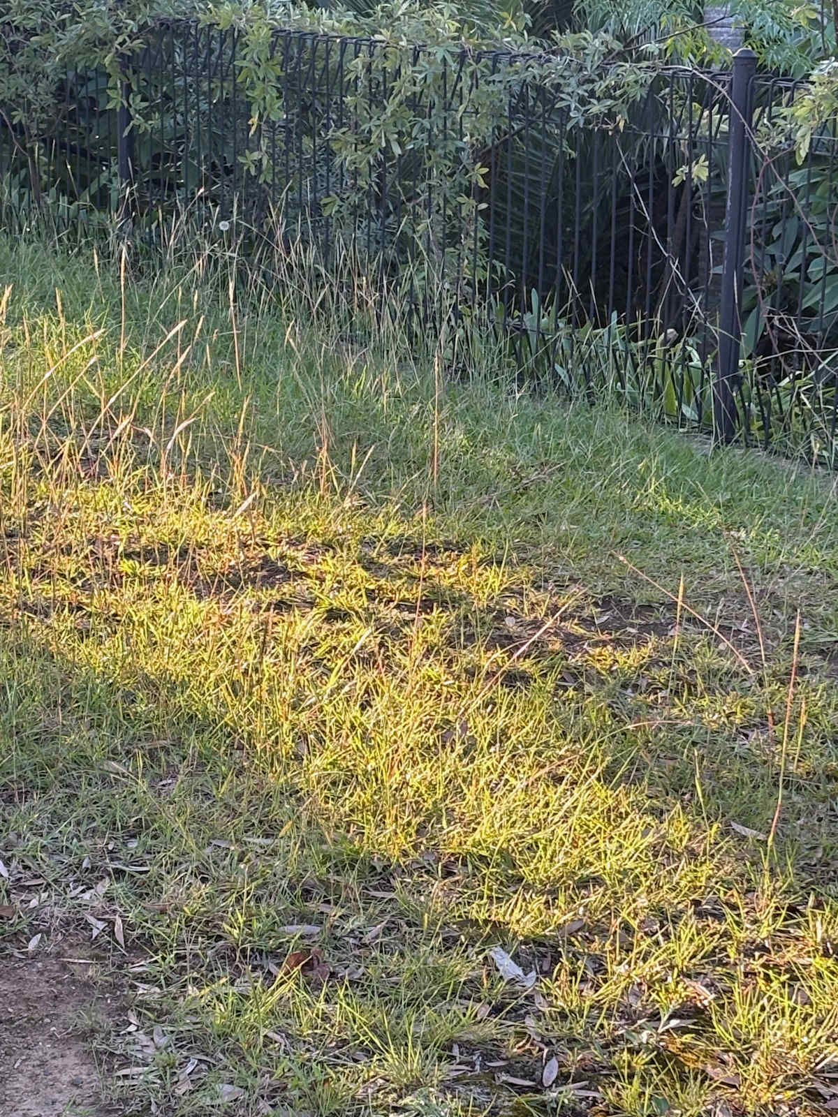 Red-leg Grass (Bothriochloa macra) shining in the sun on a Mount Pleasant Verge, April 2025. Image by Emma Rooksby. 