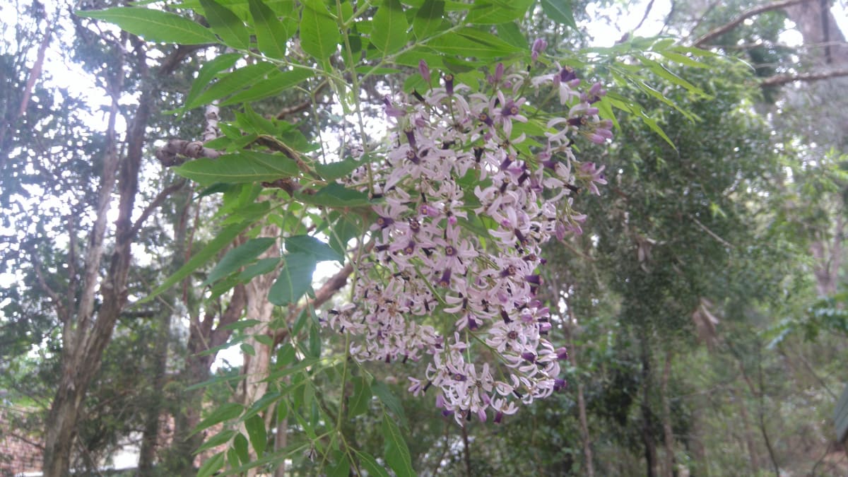 The delicate paniculate inflorescence of the White Cedar (Melia azedarach) is extremely attractive, with its mix of whites, pinks and lilacs. Plants usually flower in September or October. Image by Peter Butler. 