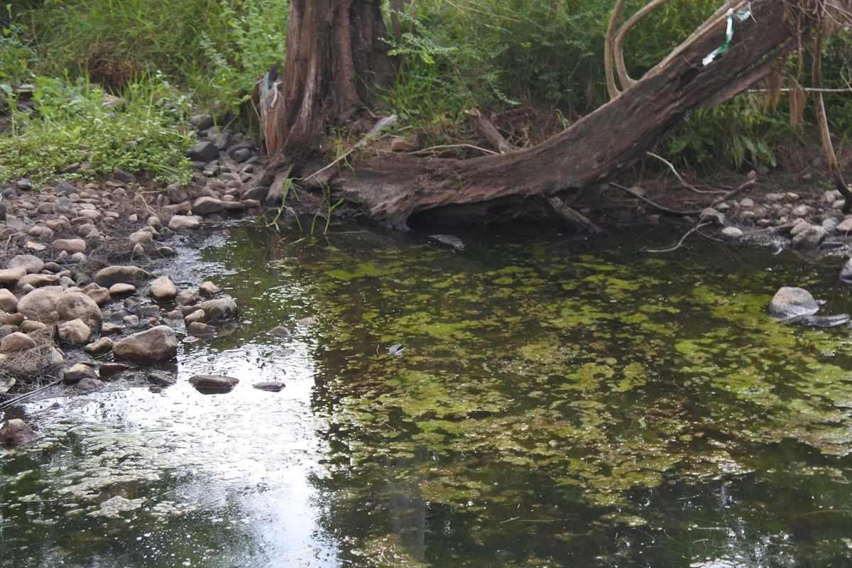 A broad, slow-flowing relatively undeveloped waterway, Bundewallah Creek in the Berry area. Image by Hugh Sheil. 