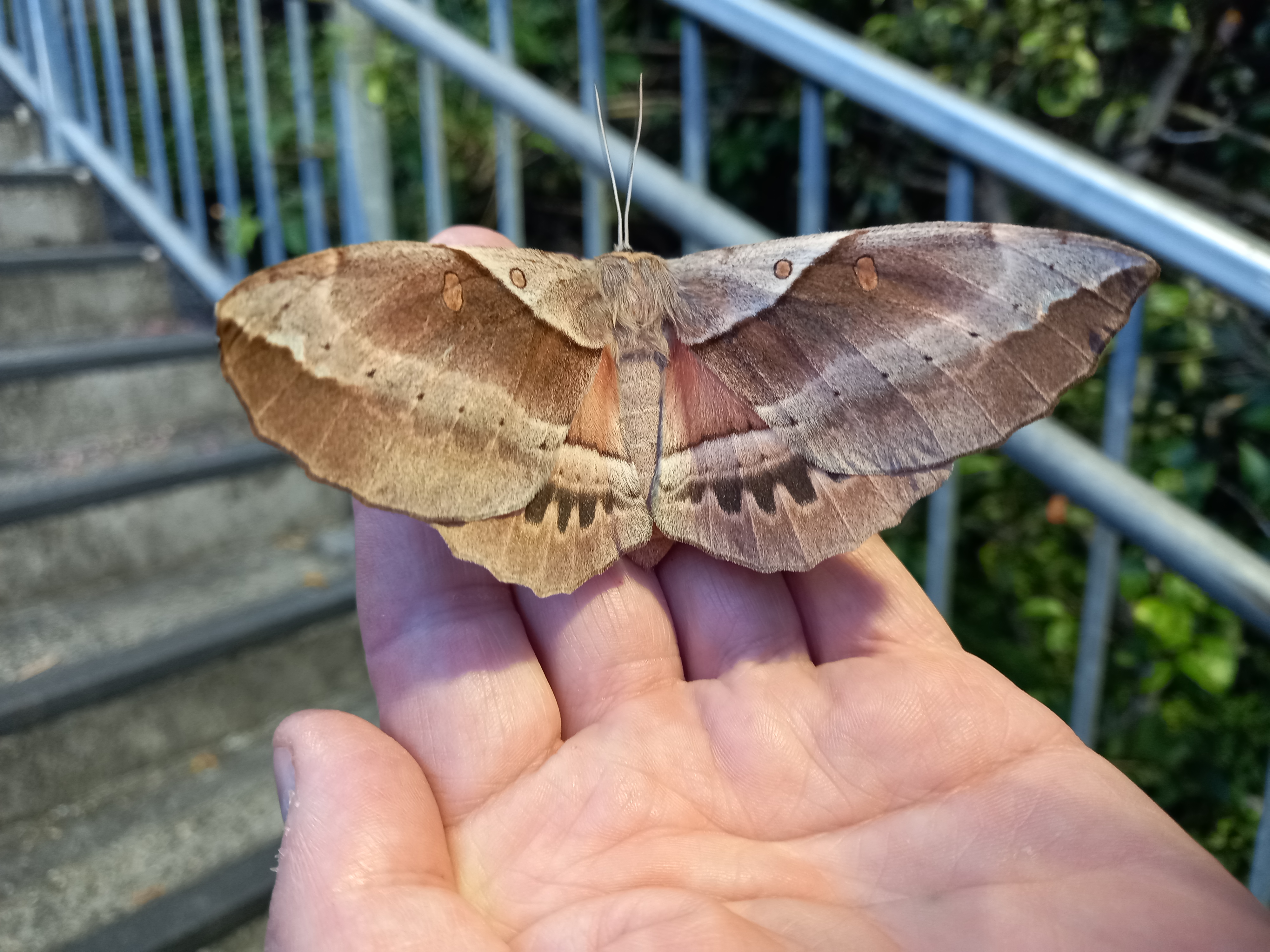 Beetling About at Helensburgh Railway Station (again)