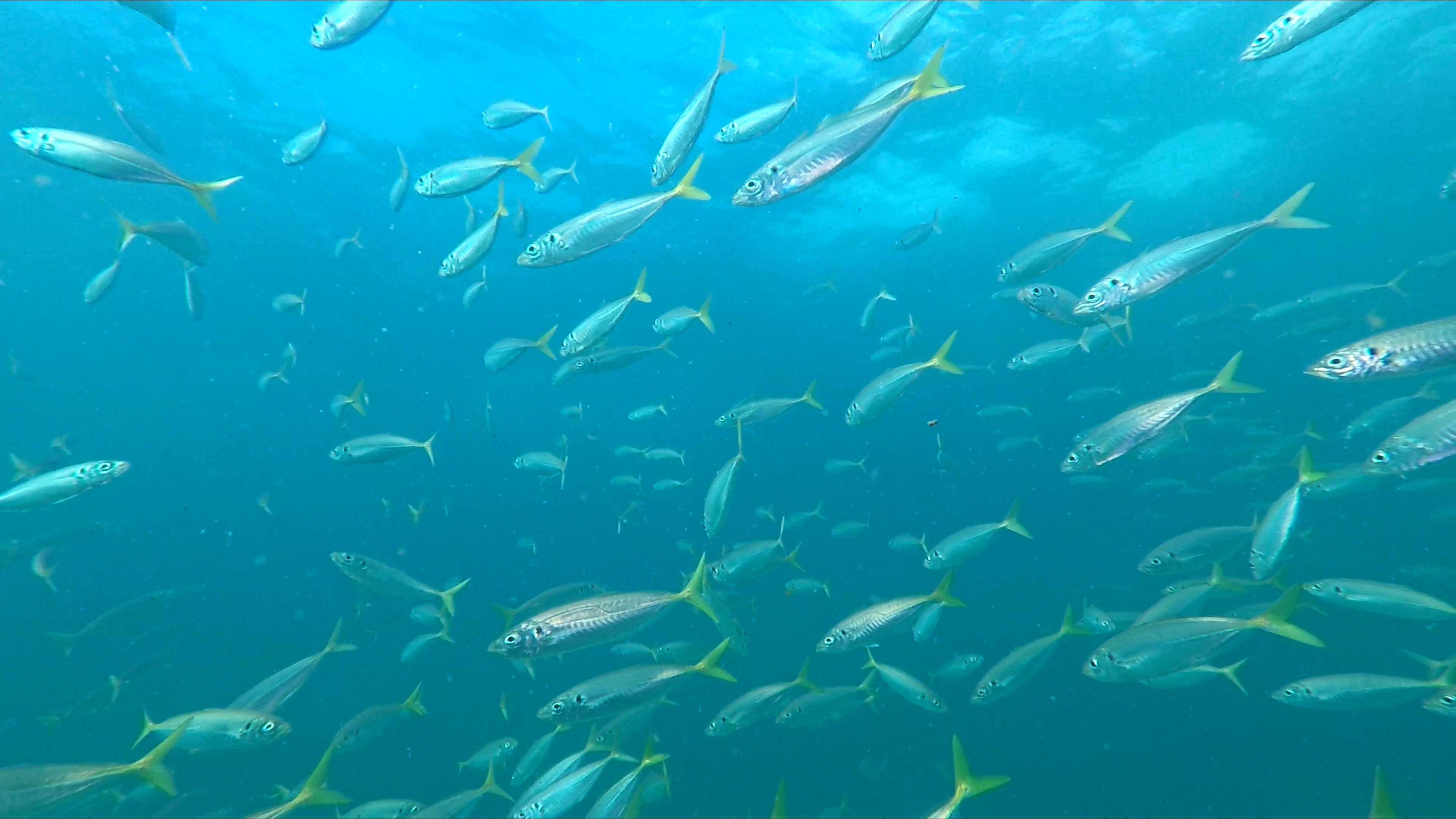Hello Fish: scuba diving at Flagstaff Point