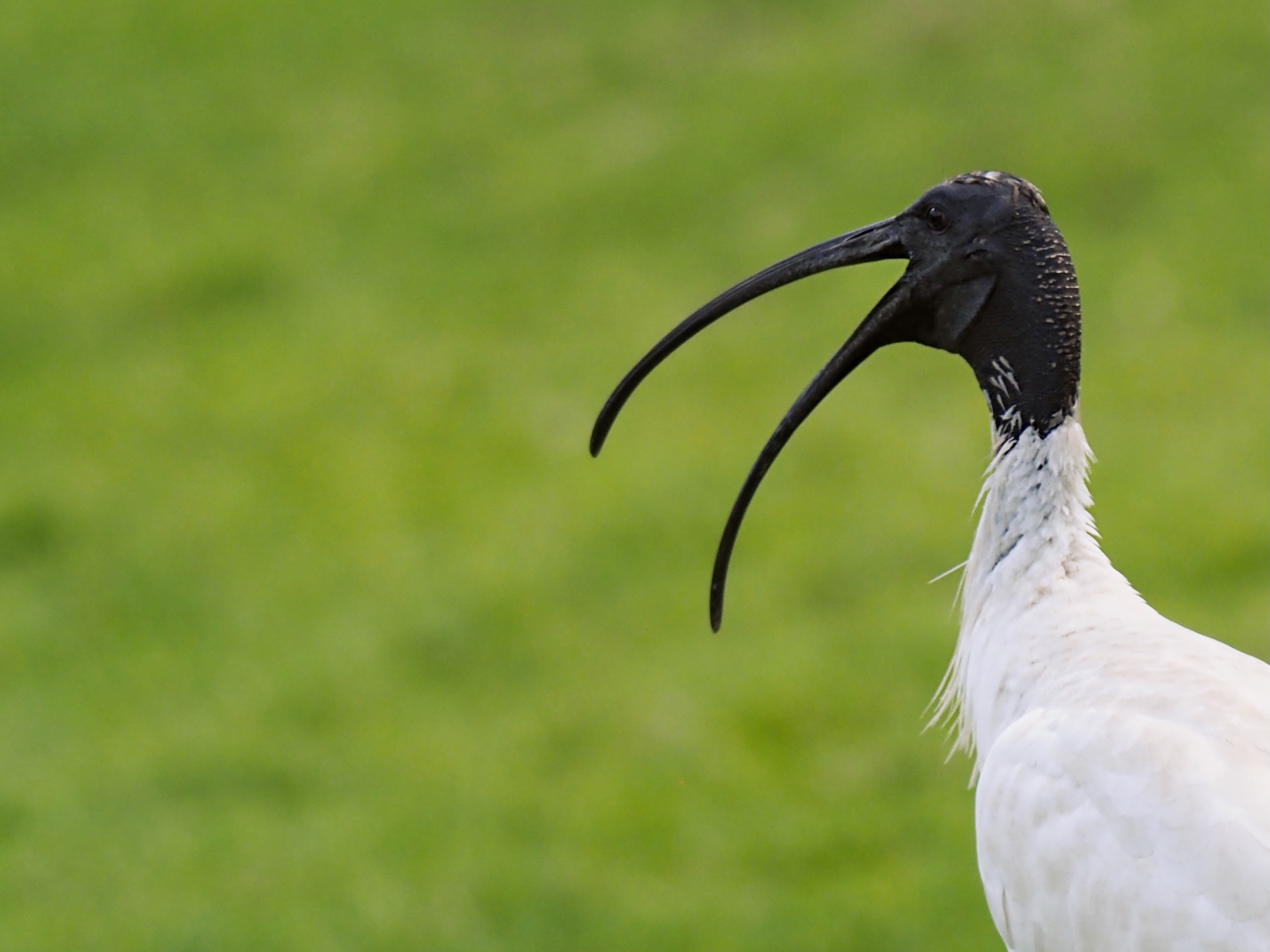 In defence of the Bin Chicken  post image
