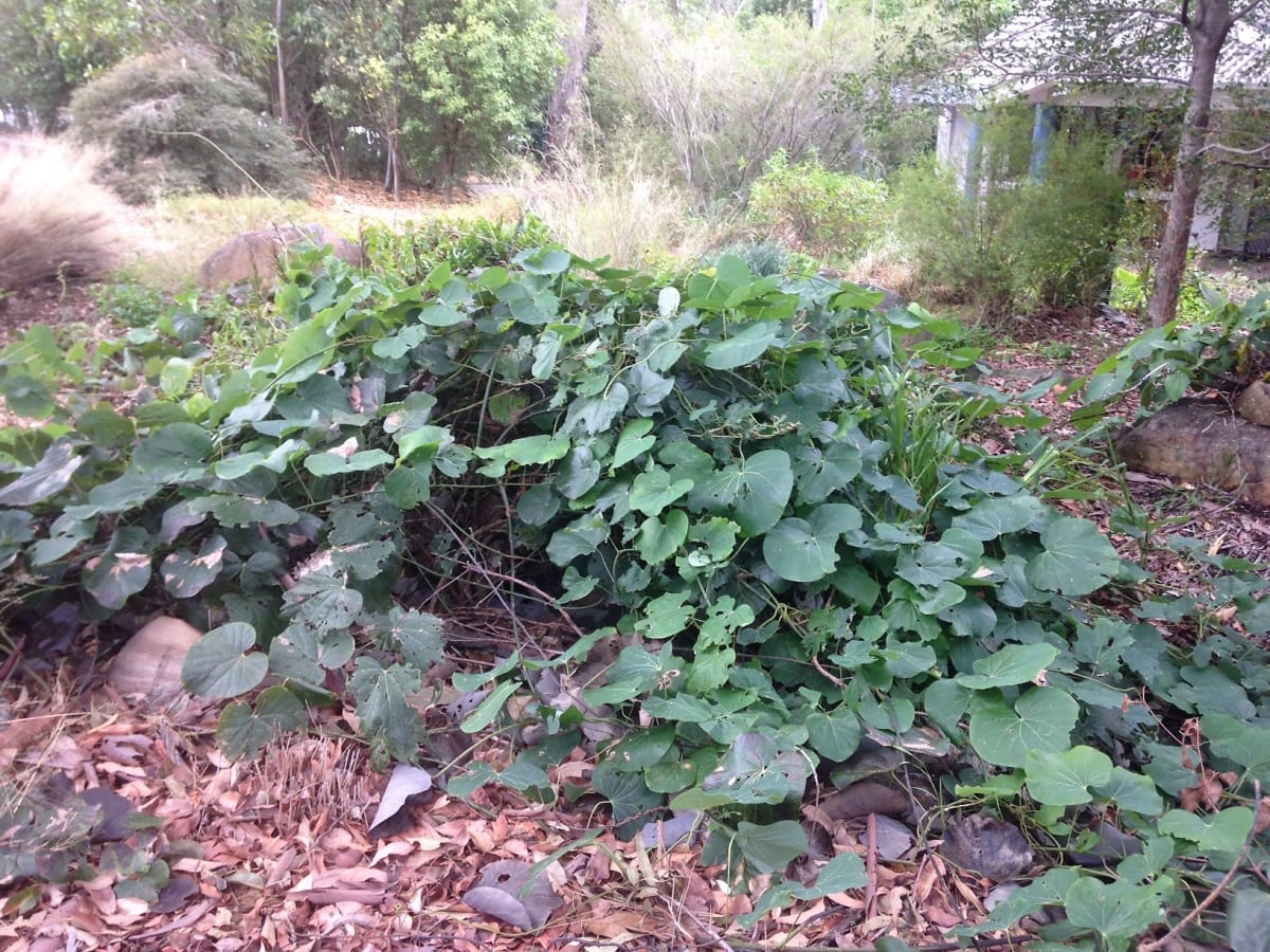 The Round Leaf Vine growing at Wollongong Botanic Garden, showing the size of the leaves though not its typical climbing habit. Image by Emma Rooksby.