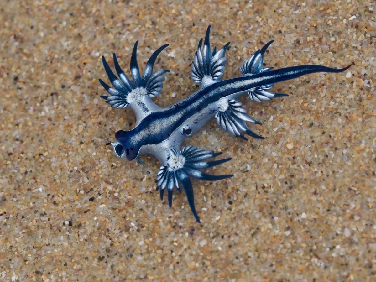 Nature Notes: Blue dragons and birds on the move