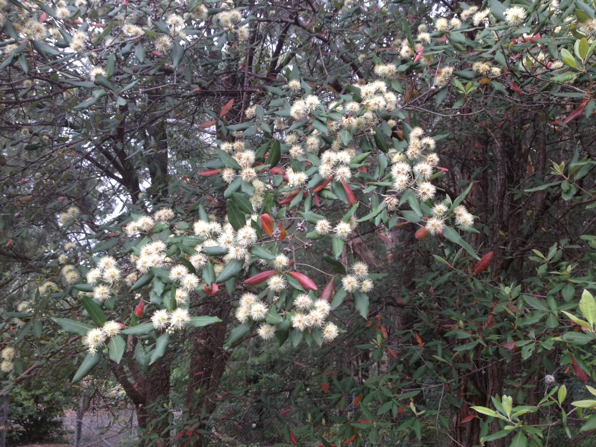 The inflorescences of Turpentine are pale yellow and fluffy. Each one is made up of several flowers whose bases are fused together, creating the pom-pom appearance of the inflorescence. Image by Emma Rooksby.
