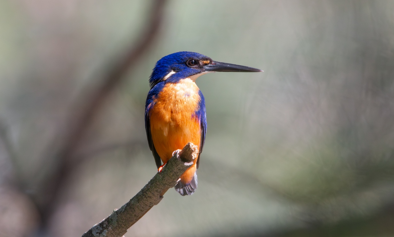Bird of the Month: Azure Kingfisher  post image