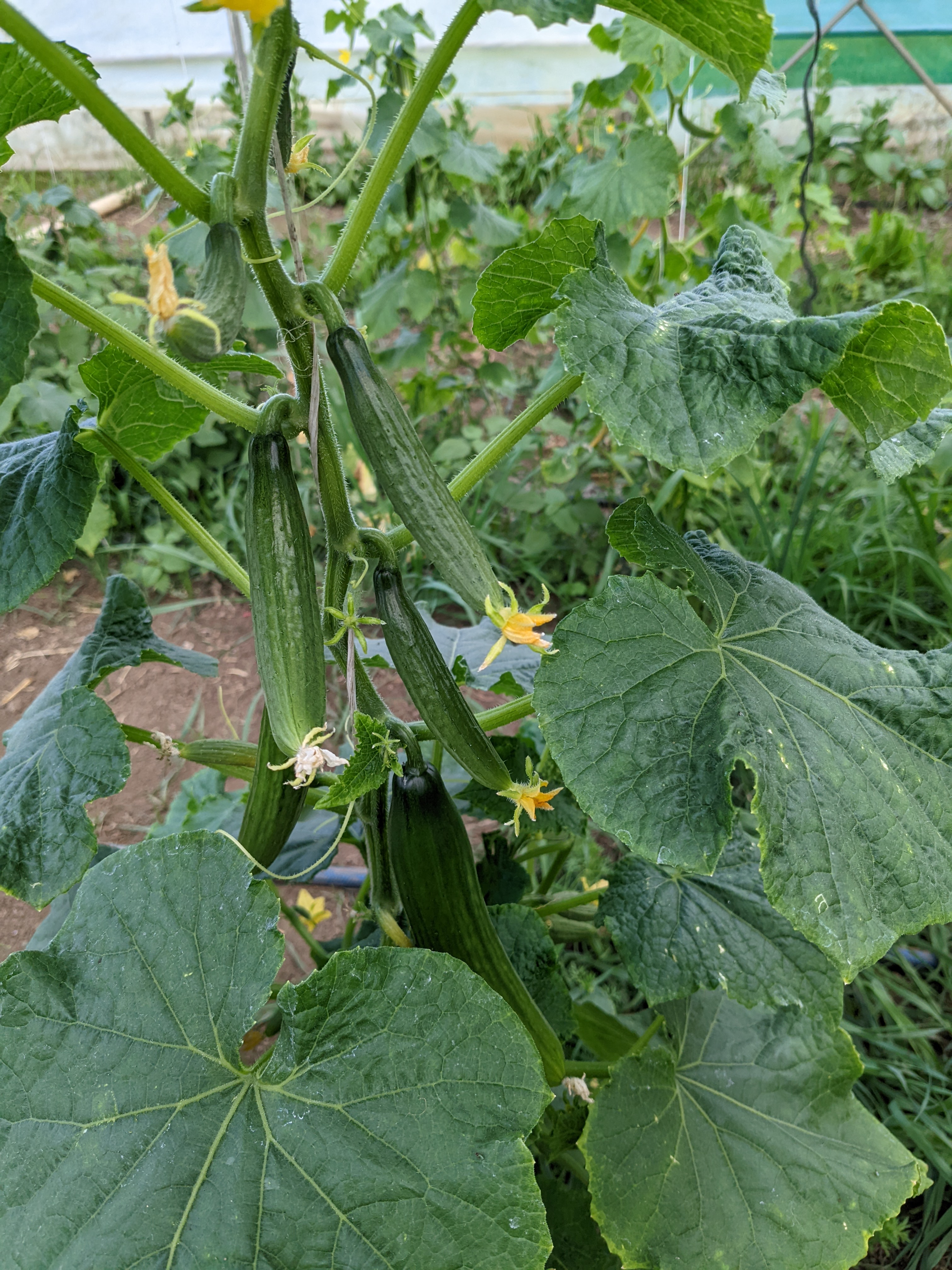 Let's talk about organics  post image