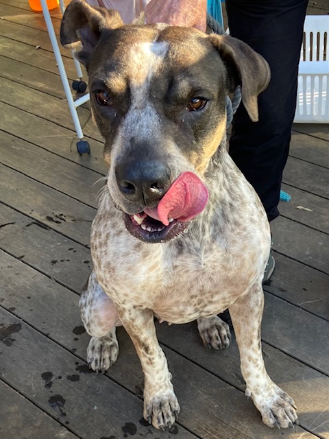 Cleo needs a home  post image