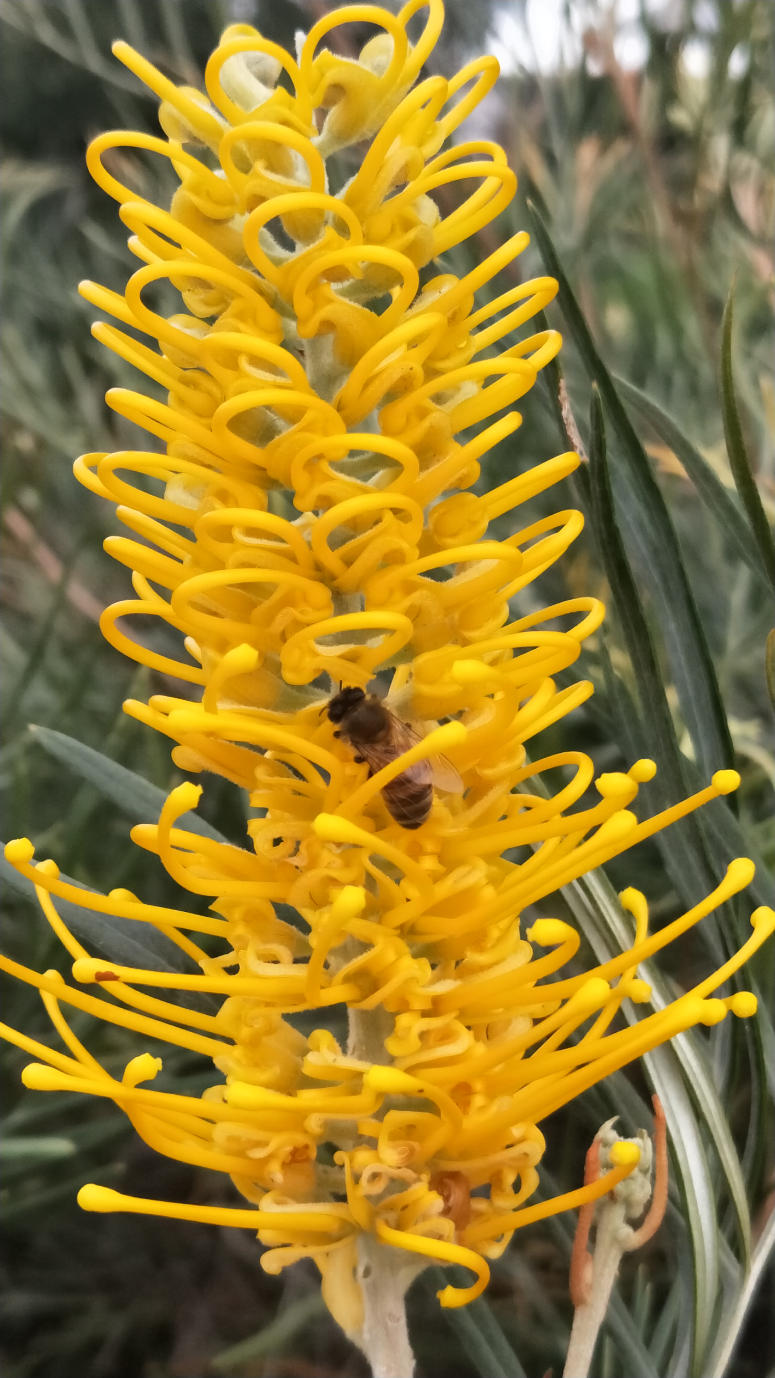 What's in bloom at Illawarra Grevillea Park in autumn