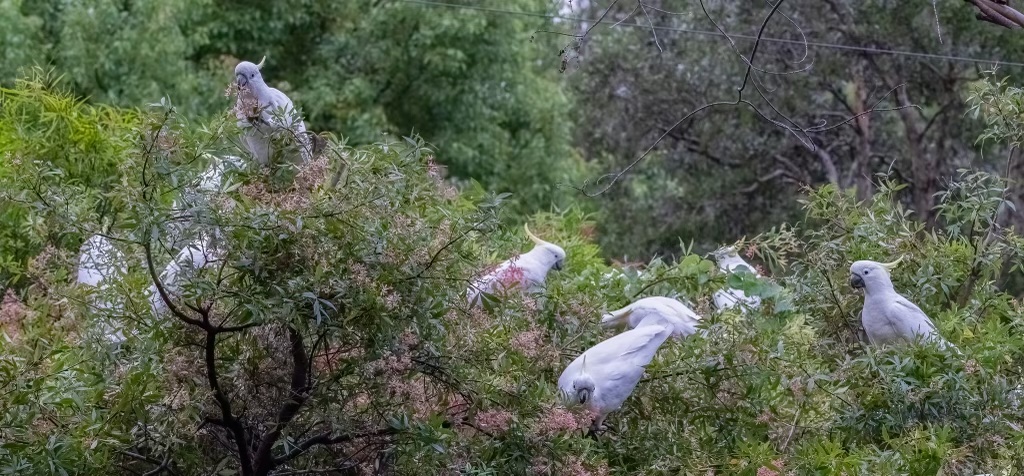 Does the NSW Christmas Bush need a new name?
