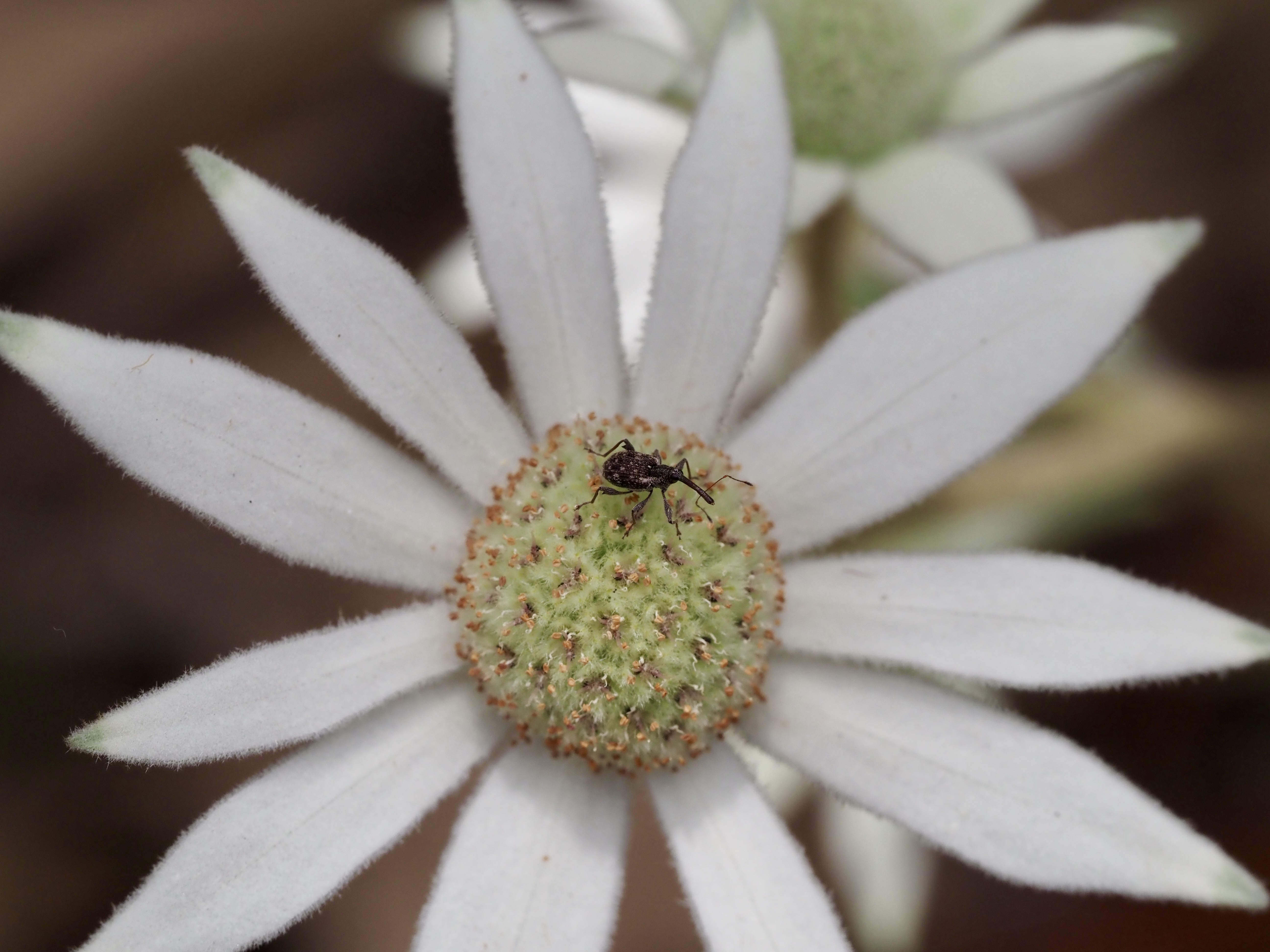 Nature Notes: A rare bloom, flannel flowers and a newly opened seed bank