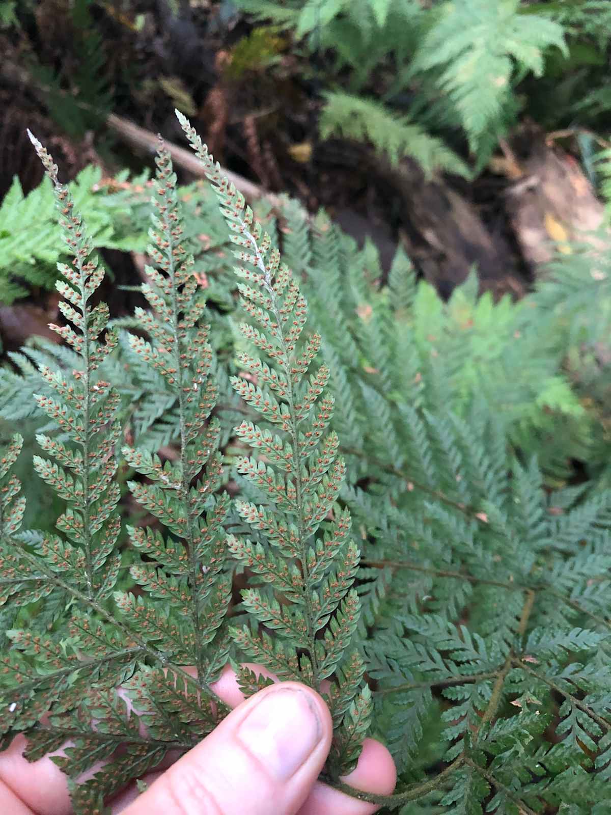 This picture shows the underside of a Creeping Shield Fern (Lastreopsis microsora) frond, illustrating the distinctive size, shape and placement of the sori that produce spores to reproduce this fern species. Image by Emma Rooksby. 