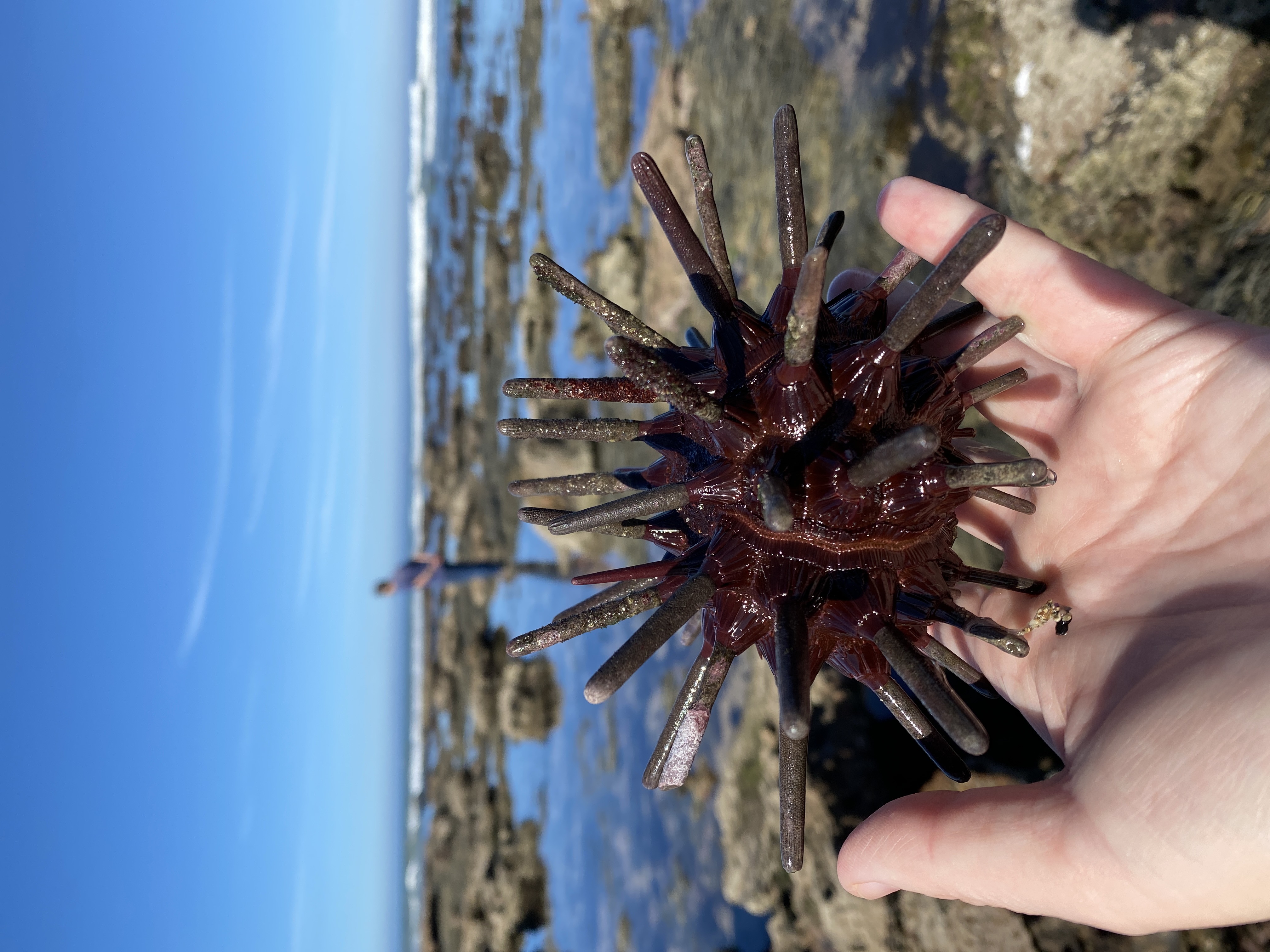 Notes on the Slate Pencil Sea Urchin  post image