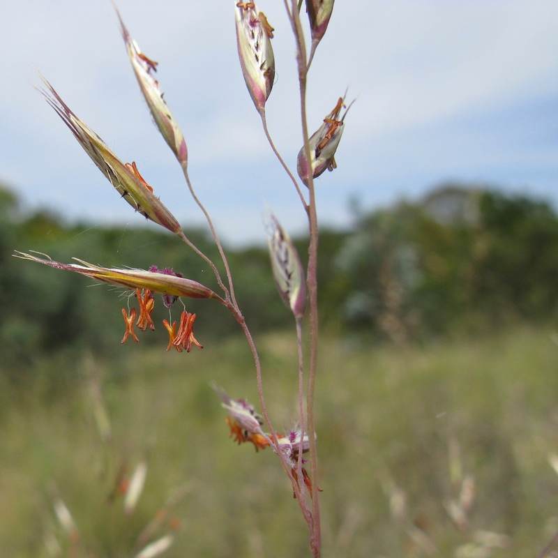 This close-up photo taken by grass expert Harry Rose shows the red anthers clearly. A large group of these grasses, all in flower, is a spectacular sight. Image by Harry Rose, reproduced from Flickr under CC BY 2.0 (https://creativecommons.org/licenses/by/2.0/).