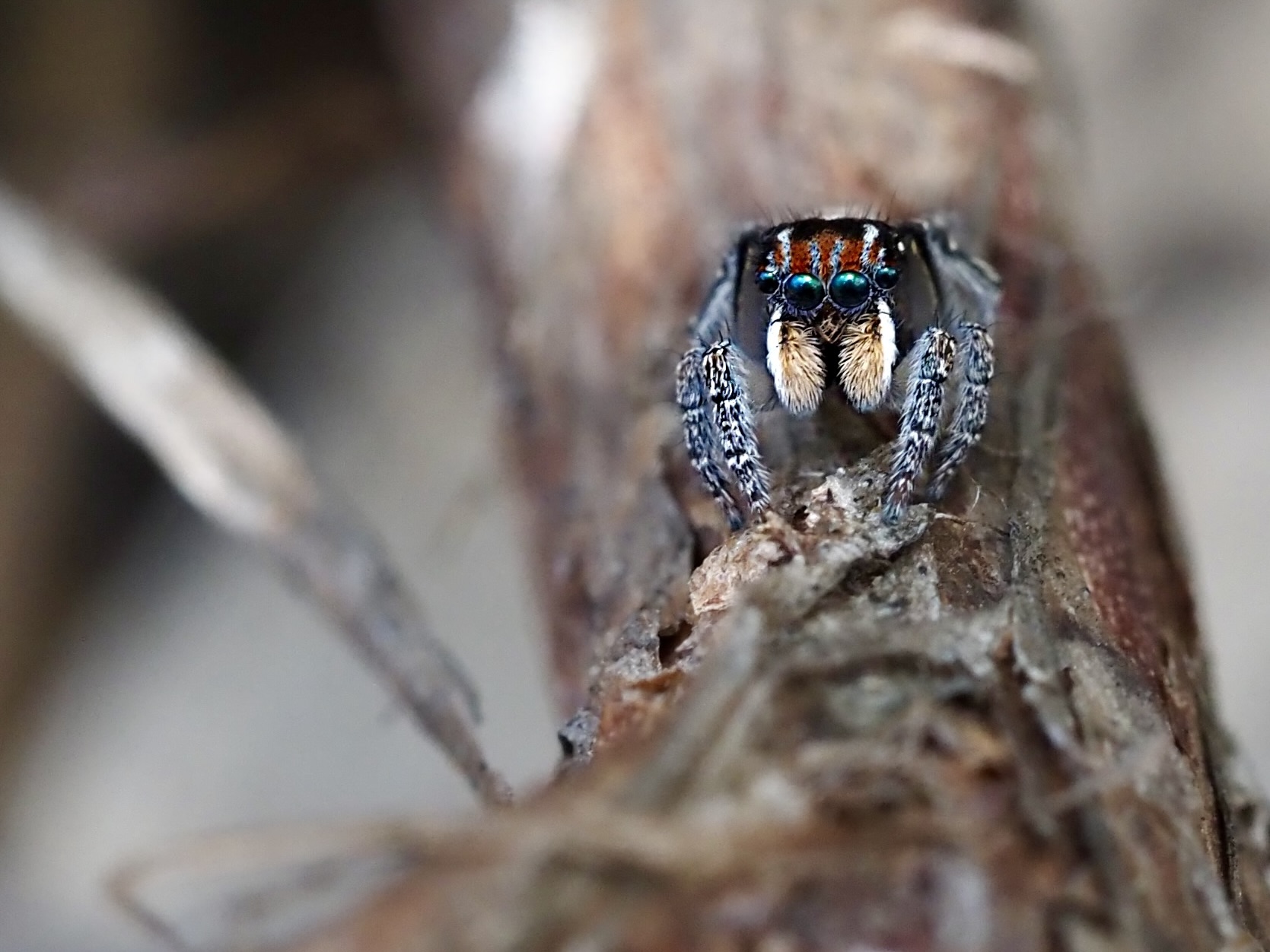 Nature Notes: Peacocks and alarm clocks on the move