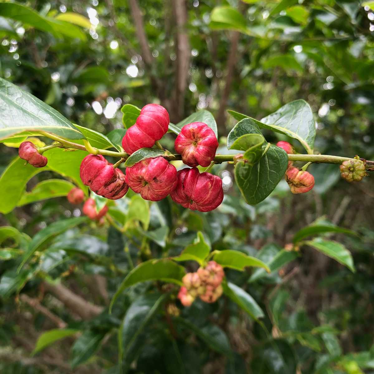 When the fruit of the Cheese Tree go off, they really go off! The same beautiful mix of colours and tones as a nice Pink Lady apple, though unfortunately not in the least edible. Image by Emma Rooksby. 