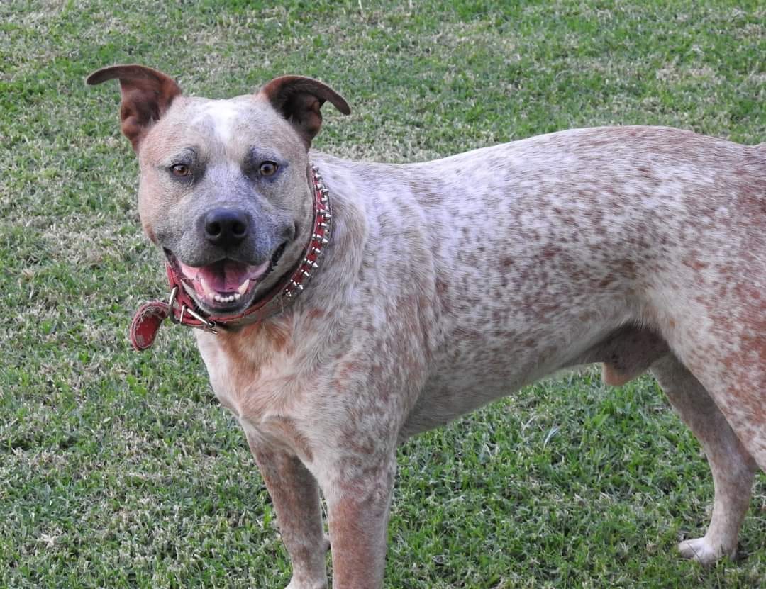 Can you help find Boris?